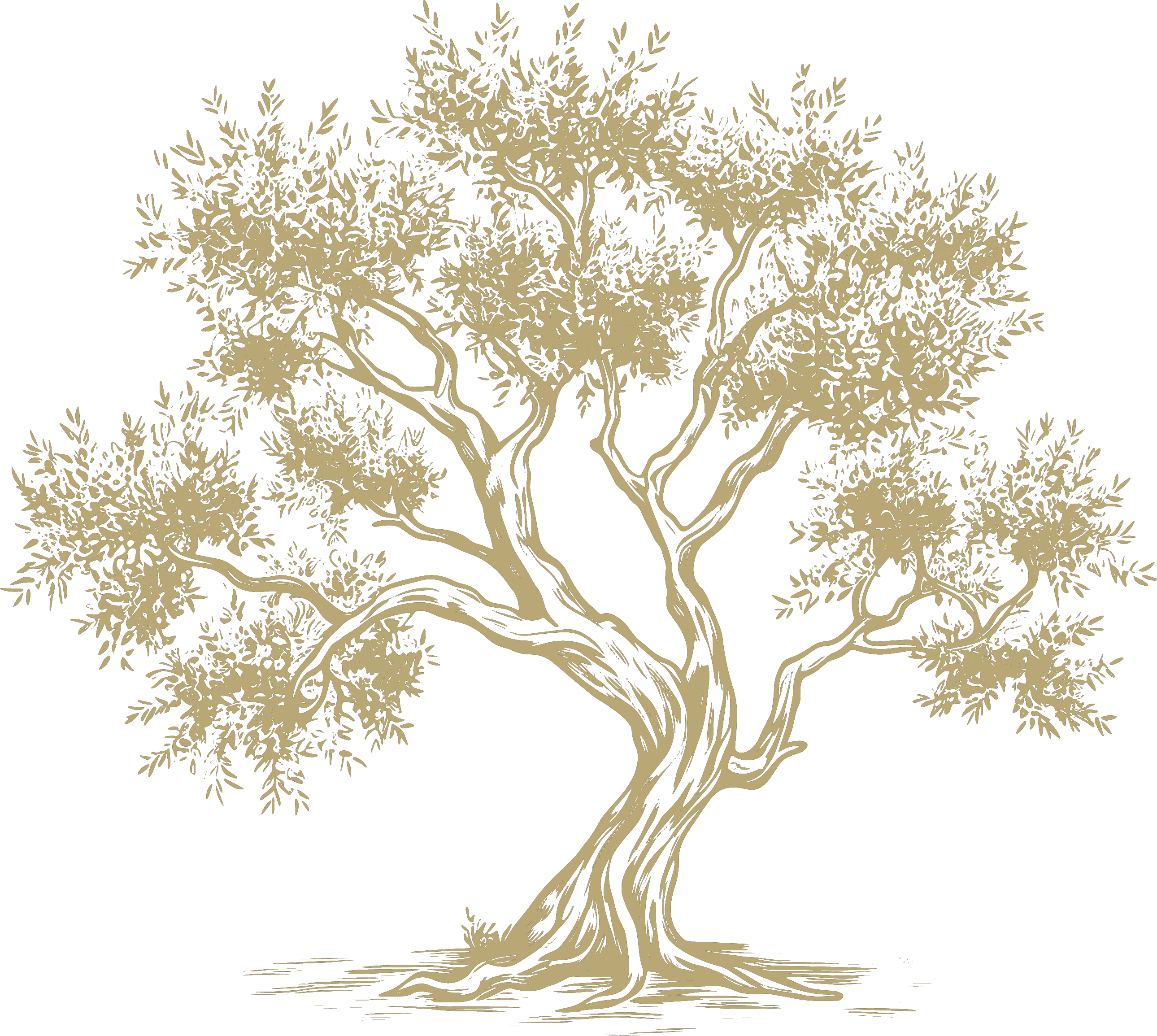 Zeytin Ağacı