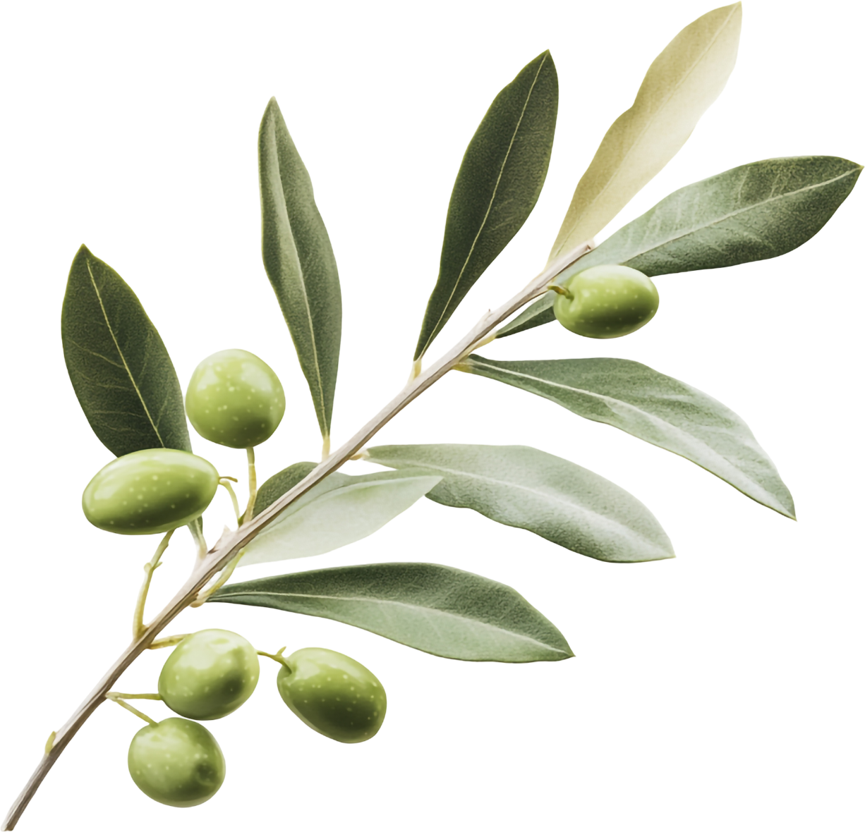 Zeytin Dalı